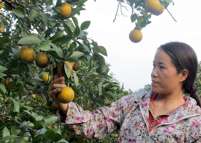 Sản xuất nông sản hữu cơ, hướng đi mới của người dân vùng cao Yên Sơn - Ảnh 1.