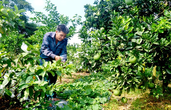 Sản xuất nông sản hữu cơ, hướng đi mới của người dân vùng cao Yên Sơn - Ảnh 3.