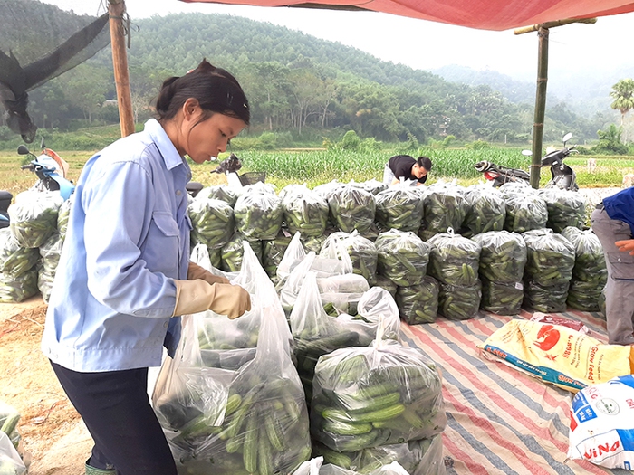 Liên kết trồng dưa chuột, nhiều nông dân vùng cao tăng thu nhập - Ảnh 3.