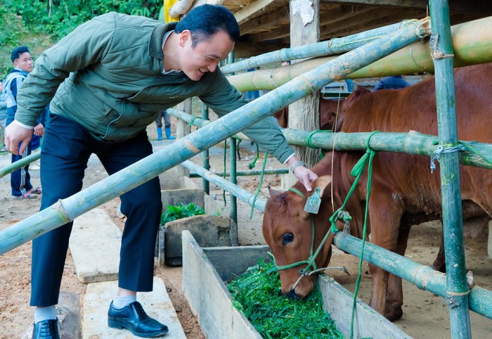 Trao 24 con bò giống cho người dân xã nghèo nhất Lào Cai - Ảnh 2.