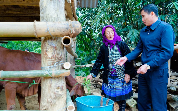 Trao 24 con bò giống cho người dân xã nghèo nhất Lào Cai