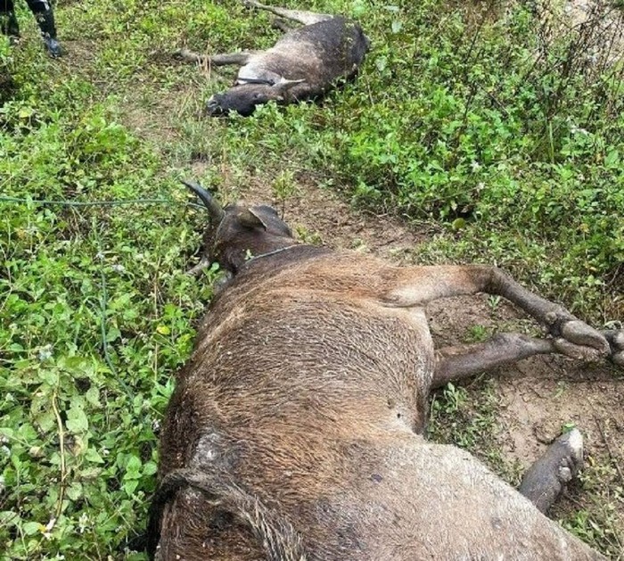 Hàng trăm gia súc ở nhiều huyện miền núi Nghệ An chết do giá rét - Ảnh 1.