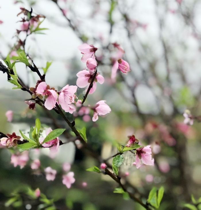 Xuân này ở biên giới, con ngồi nhớ mẹ - Ảnh 5.