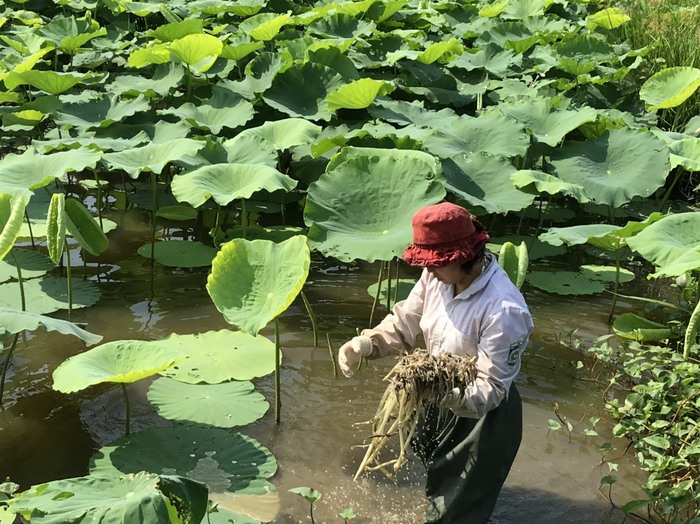 Hải Phòng tổ chức liên hoan trực tuyến nâng cao quyền năng kinh tế cho phụ nữ - Ảnh 1.