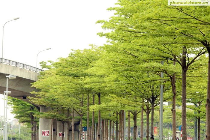 Cận cảnh hàng cây xanh mướt đang &quot;gây sốt&quot; ở Thủ đô - Ảnh 1.