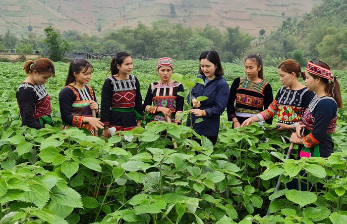 Cán bộ Hội LHPN huyện Văn Bàn (Lào Cai) hướng dẫn phụ nữ trồng cây gai xanh