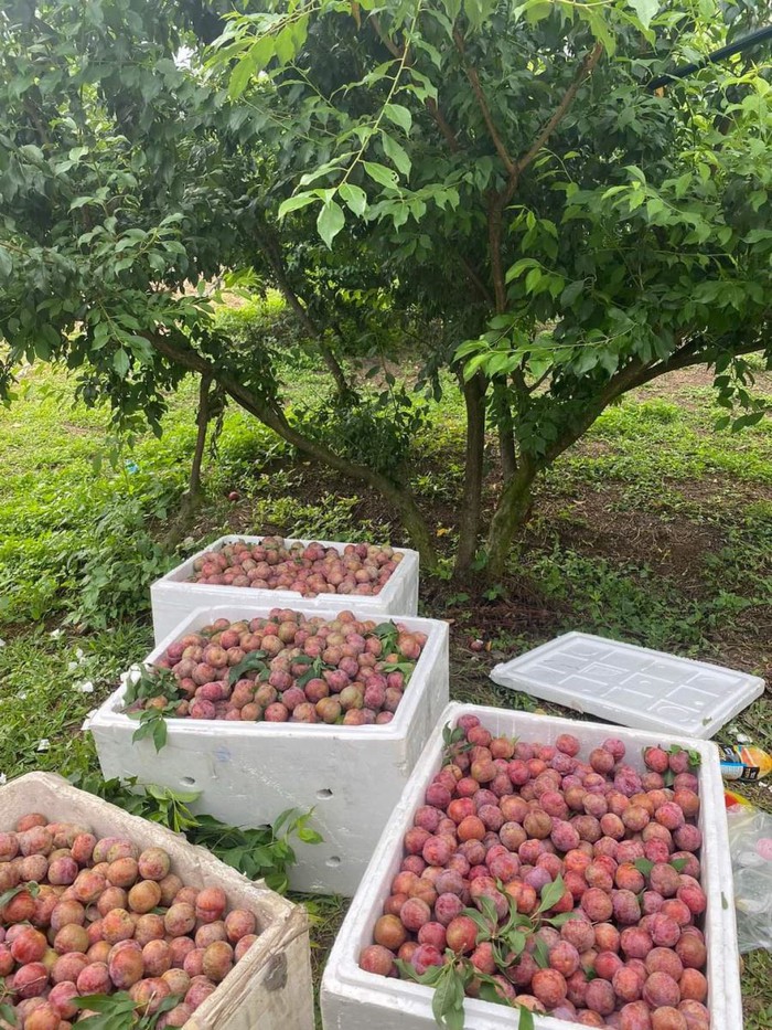 Sơn La: Hiệu quả của cây mận hậu trên đất Yên Châu - Ảnh 3. Sơn La: Hiệu quả của cây mận hậu trên đất Yên Châu - Ảnh 3.
