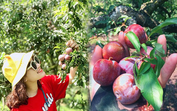 Trải nghiệm mùa mận chín ở Mộc Châu