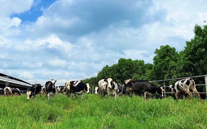 Vinamilk tiếp nhận hơn 1.500 bò sữa nhập khẩu từ Mỹ về các trang trại Green Ferm - Ảnh 5.