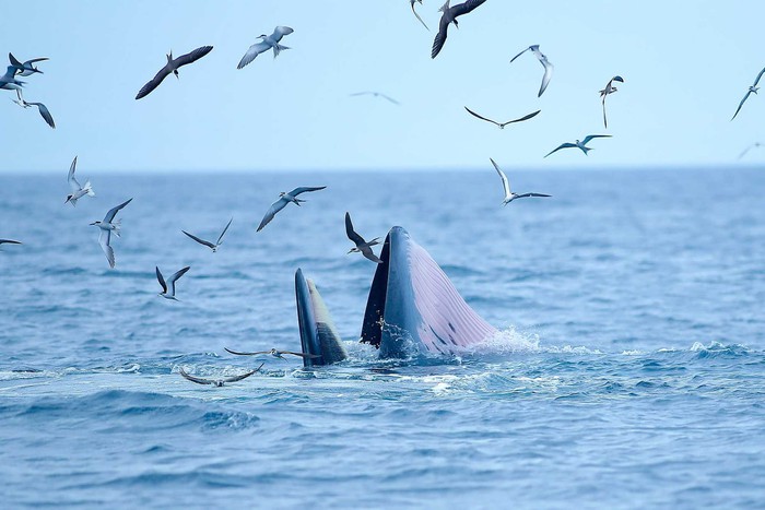 Người dân háo hức xem đàn cá voi xuất hiện ngay ven biển Bình Định - Ảnh 2.