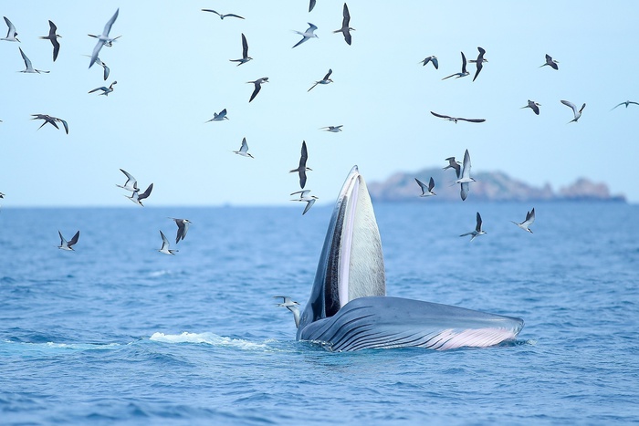 Tràn lan tour ngắm cá voi tự phát ở biển Đề Gi - Ảnh 1.