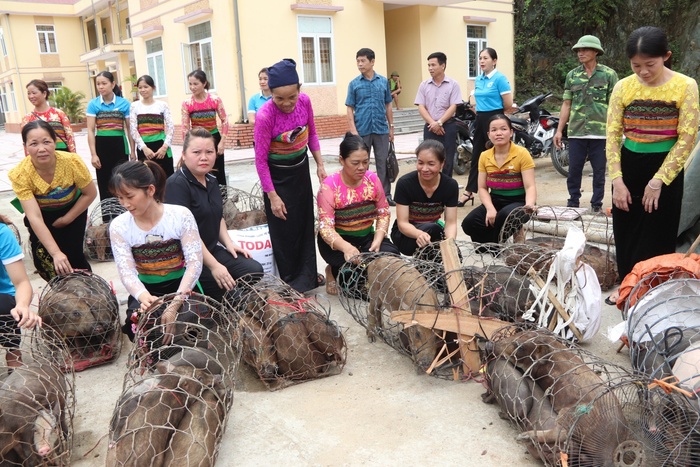 Thanh Hoá: Thành lập Tổ hợp tác chăn nuôi lợn nái đen  do phụ nữ làm chủ  - Ảnh 1.
