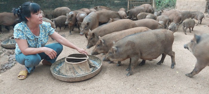 Gái đảm đất Thủ đô nuôi cả trăm con lợn rừng - Ảnh 2.