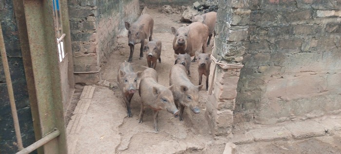Gái đảm đất Thủ đô nuôi cả trăm con lợn rừng - Ảnh 3.