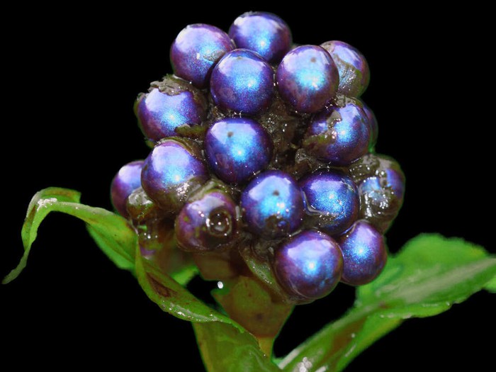Pollia condensata: Loài cây có quả lấp lánh như những viên đá quý - Ảnh 2.