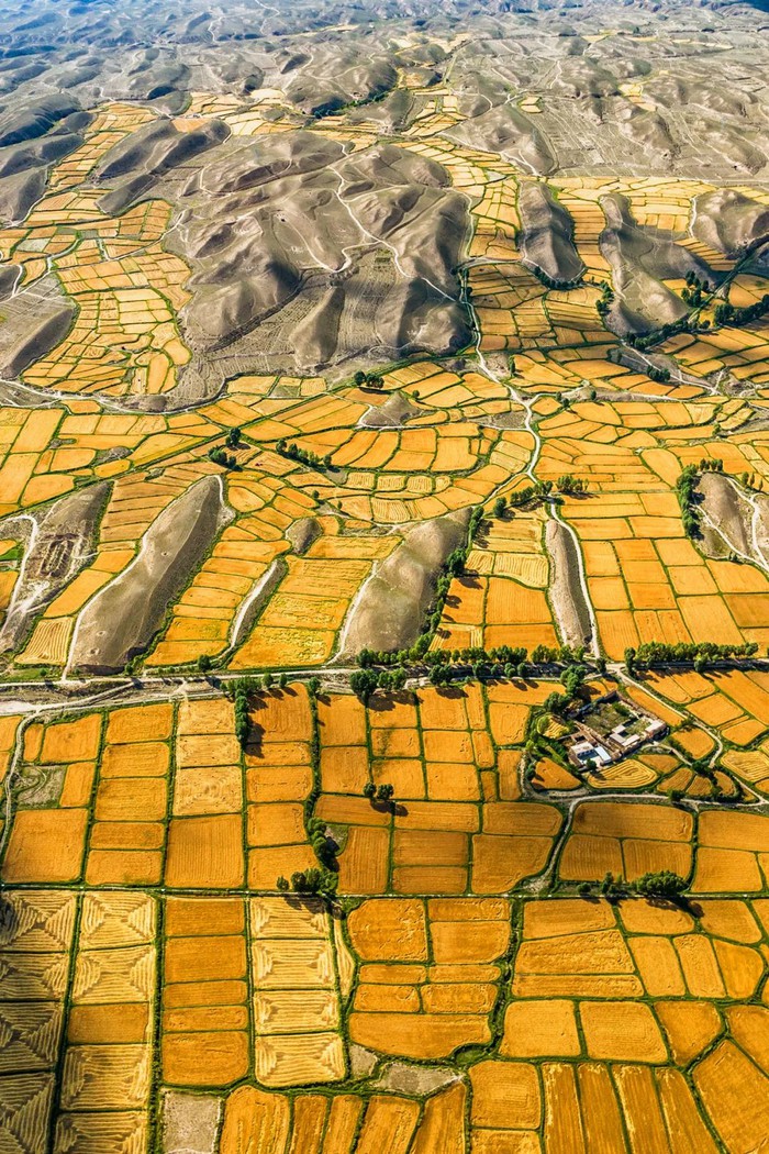 Chùm ảnh mùa thu hoạch ấn tượng ở Trung Quốc - Ảnh 8.