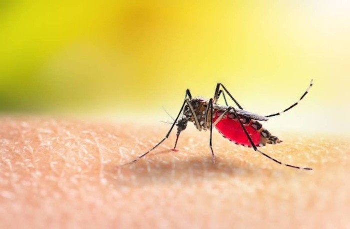 Tái nhiễm virus dengue có thể làm bệnh sốt xuất huyết nghiêm trọng hơn - Ảnh 1.