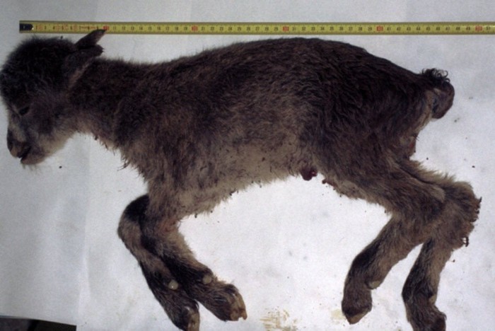 Dê núi Pyrenean ibex: Loài động vật đầu tiên và duy nhất trên thế giới tuyệt chủng tới tận hai lần  - Ảnh 3.
