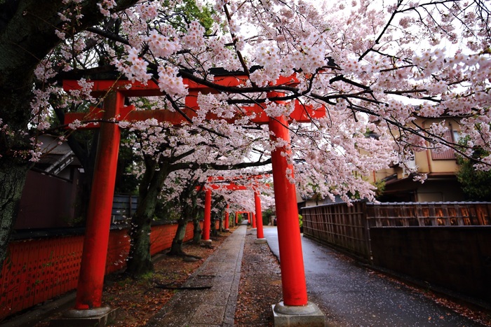 Kyoto rất mong đón du khách trở lại, nhưng &quot;thủ thỉ&quot; những yêu cầu đặc biệt - Ảnh 2.