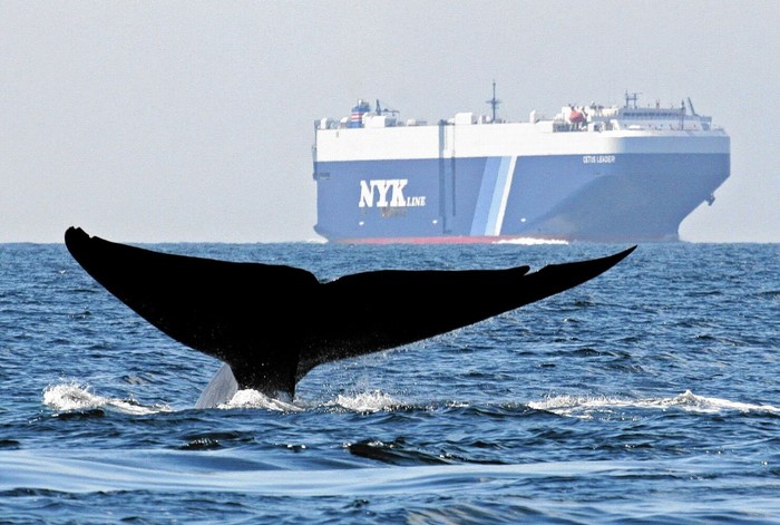 Cá voi &quot;rên xiết&quot; vì thanh âm ô nhiễm của biển khơi - Ảnh 1.