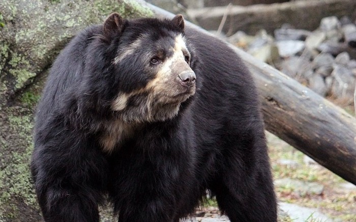 Những loài gấu to lớn nhất còn tồn tại trên Trái đất » Báo Phụ Nữ Việt Nam