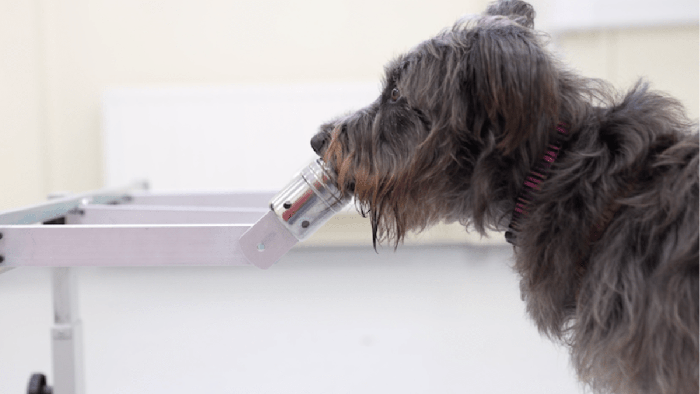 Các nhà khoa học chỉ ra rằng loài chó có thể đánh hơi được &quot;mùi căng thẳng&quot; của con người - Ảnh 6.