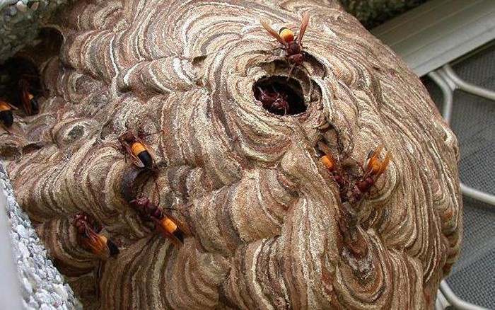 Bị ong vò vẽ đốt là điều đáng sợ, tuy nhiên, xem hình ảnh của chúng ta cũng có thể giúp bạn hiểu hơn về sự đa dạng và độc đáo của loài côn trùng này.