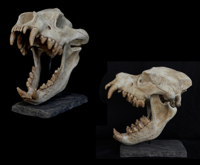 Dinocrocuta: Loài linh cẩu được mệnh danh là quái thú săn tê giác - Ảnh 2.