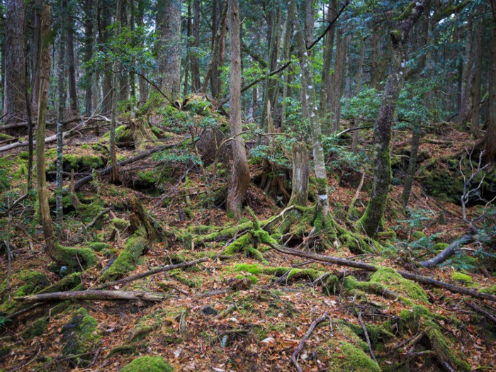 Aokigahara: Khu rừng tự sát, bí ẩn bậc nhất của Nhật Bản - Ảnh 3.