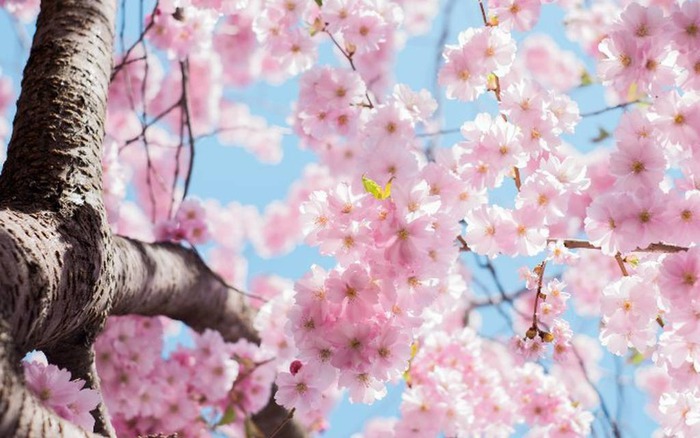 Câu chuyện tình sau vẻ tinh khôi của hoa anh đào Nhật Bản » Báo Phụ Nữ Việt  Nam