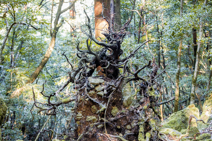Bên trong hòn đảo mưa quanh năm suốt tháng, cây cổ thụ nghìn năm tuổi mọc san sát như lạc vào thế giới thần tiên - Ảnh 5.