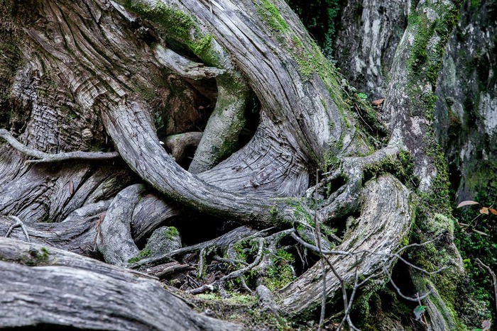 Bên trong hòn đảo mưa quanh năm suốt tháng, cây cổ thụ nghìn năm tuổi mọc san sát như lạc vào thế giới thần tiên - Ảnh 6.