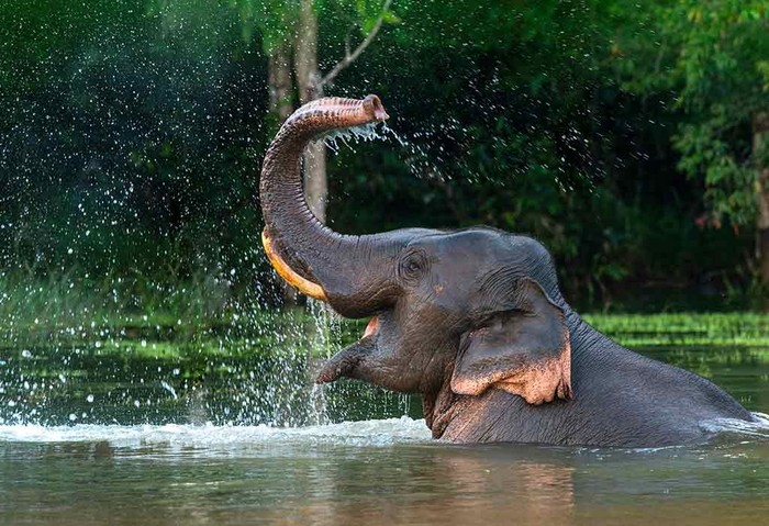 Loài voi có thể là &quot;chìa khóa&quot; để cứu Trái Đất - Ảnh 4.