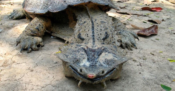 Vì sao loài rùa kỳ quặc luôn &quot;nở nụ cười&quot; trên môi? - Ảnh 5.