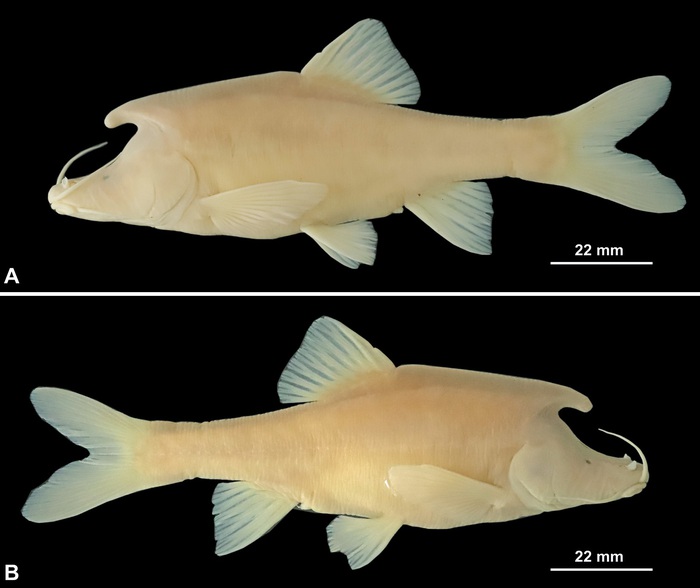 Phát hiện loài cá mới có cấu trúc giống sừng bí ẩn ở phía sau đầu - Ảnh 2.