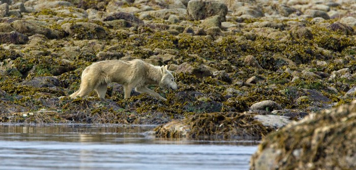Những con sói ở Alaska đã ăn gì sau khi săn hết tất cả những con nai? - Ảnh 1.