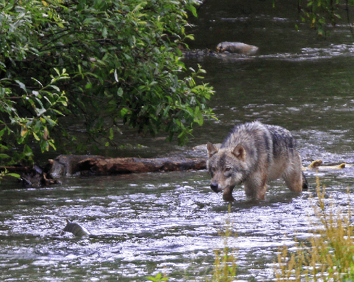 Những con sói ở Alaska đã ăn gì sau khi săn hết tất cả những con nai? - Ảnh 5.
