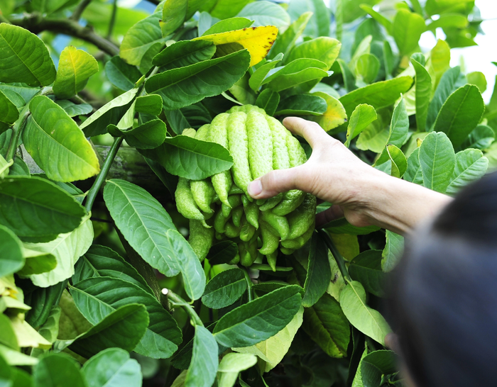 Loại quả thơm lừng trên mâm ngũ quả ngày Tết nhưng không phải chị em nào cũng biết cách chọn - Ảnh 5.