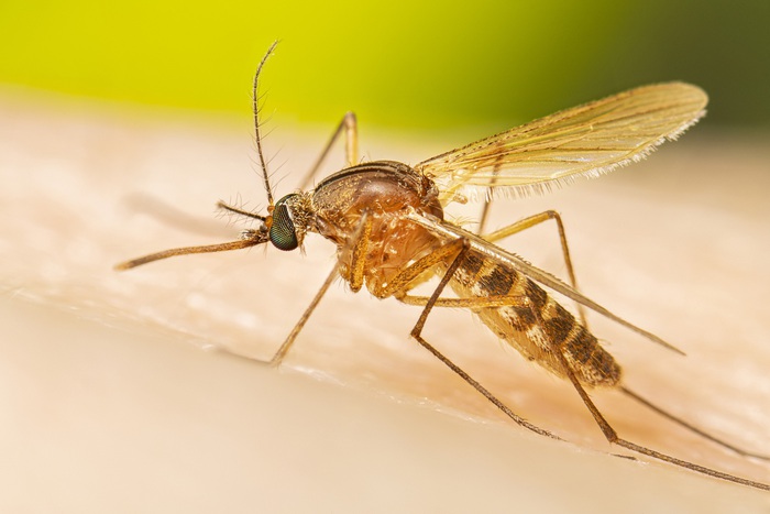 Kỳ lạ: Mỹ huy động hàng triệu con muỗi lên trực thăng để cứu loài vật đang có nguy cơ tuyệt chủng - Ảnh 2.