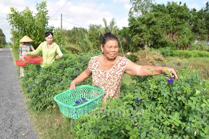 Trà Vinh: Tổ hợp tác trồng hoa đậu biếc góp phần xây dựng nông thôn mới - Ảnh 2.