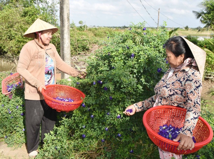 Trà Vinh: Tổ hợp tác trồng hoa đậu biếc góp phần xây dựng nông thôn mới - Ảnh 1.