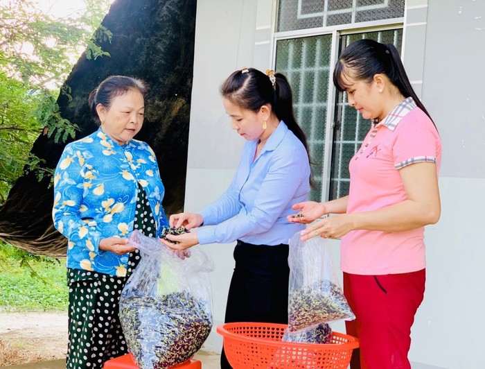 Trà Vinh: Tổ hợp tác trồng hoa đậu biếc góp phần xây dựng nông thôn mới - Ảnh 3.
