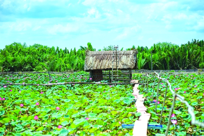 Lão nông biến đất hoang thành khu vườn 
bốn mùa hoa nở - Ảnh 6.