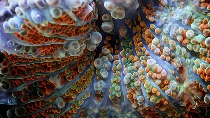 Bí ẩn về hình dạng cơ thể lạ kỳ của vi khuẩn biển sâu - Ảnh 1.