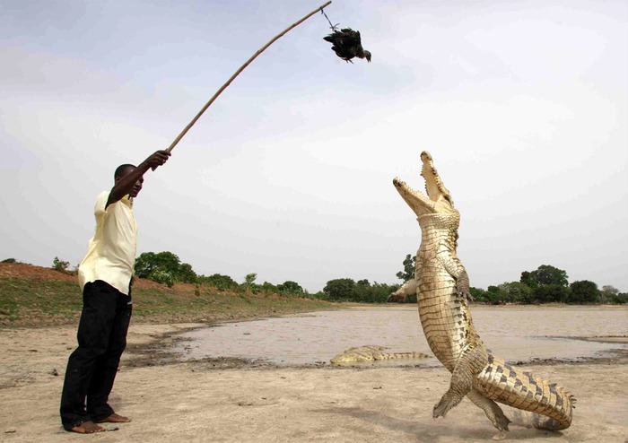 Con người và cá sấu đã chung sống hòa thuận suốt hơn 500 năm qua tại Burkina Faso - Ảnh 2.
