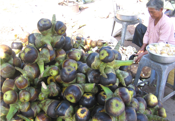 ‘Tổ phụ nữ mua bán trái thốt nốt’ hỗ trợ phụ nữ Khmer phát triển kinh tế- Ảnh 1.