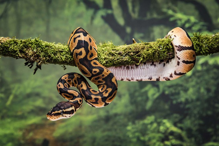 Vì sao rắn mất chân sau 26 lần tiến hóa khó khăn?- Ảnh 2.