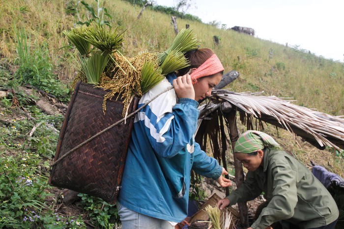 Cùng phụ nữ dân tộc Tày ở Hòa Bình đi thu hoạch lúa nếp nương - Ảnh 13.