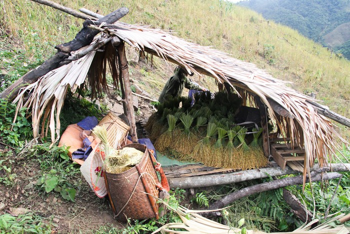 Cùng phụ nữ dân tộc Tày ở Hòa Bình đi thu hoạch lúa nếp nương - Ảnh 10.