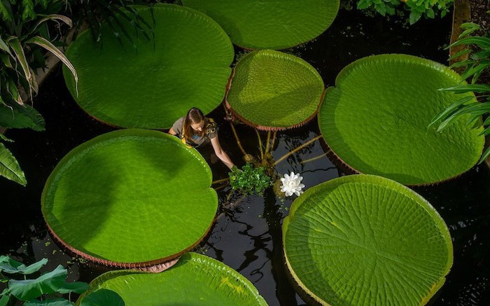 Victoria amazonica – Lá súng có thể “đỡ em bé” - Một trong những loài hoa lớn nhất thế giới